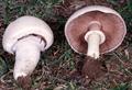 meadow mushroom